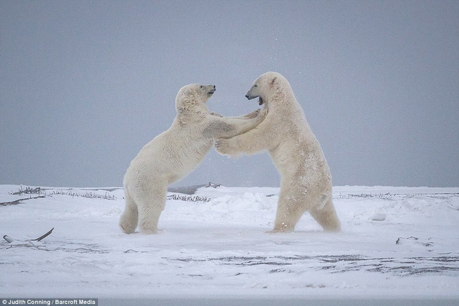Tôi thực sự bất ngờ trước sự   thông minh, tình yêu, sự chăm sóc và sự bảo vệ của gấu bắc cực mẹ với con mình,  Conning chia sẻ.